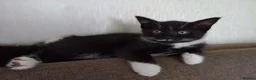 Mixed Breed cats for sale: Adorable kitten female  - Advert 2