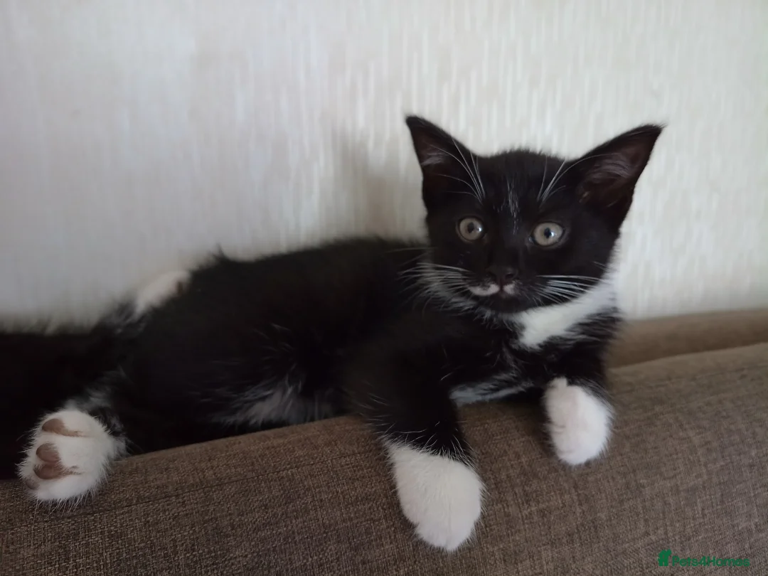 Mixed Breed cats for sale: Adorable kitten female  - Advert 2