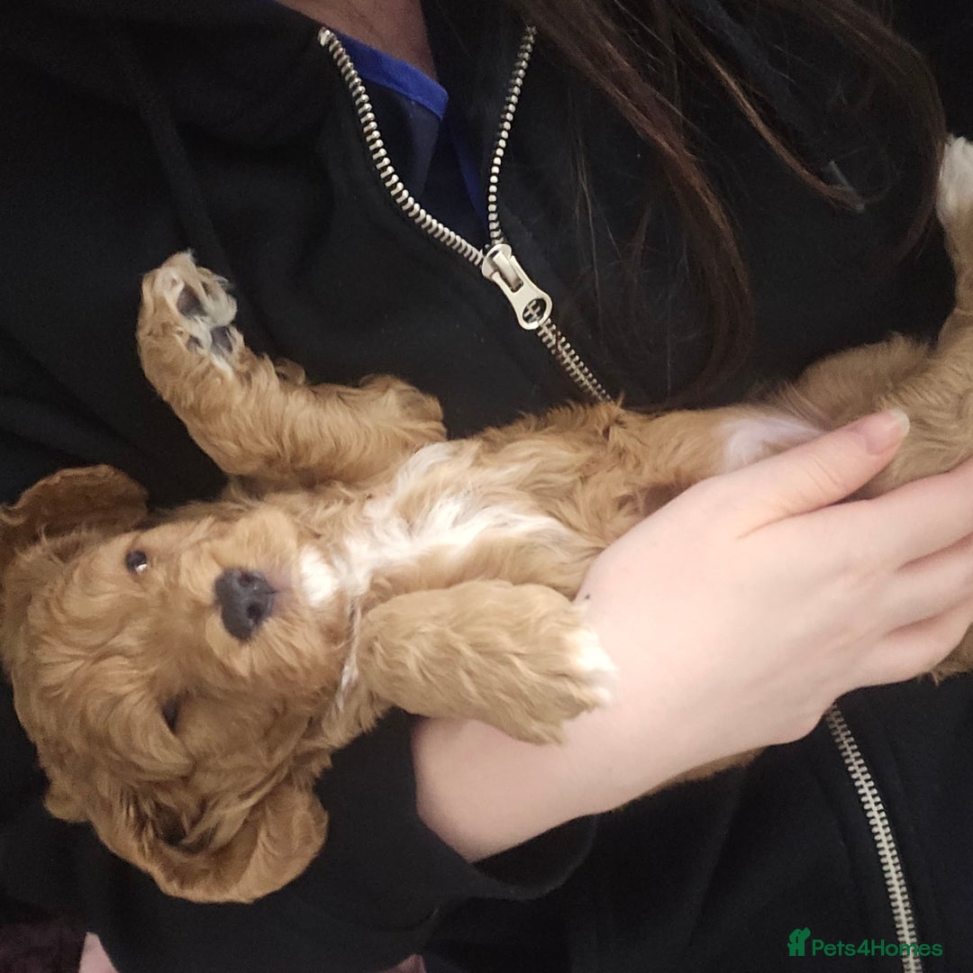 Cavapoo dogs for sale: Gorgeous F1b Toy Cavapoo Babies   - Advert 11