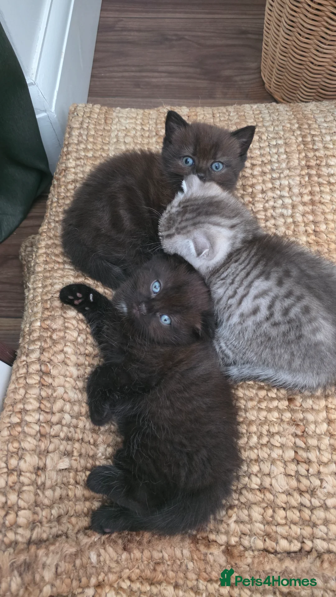 Scottish Fold cats for sale: 3 Scottish fold type kittens  - Advert 2