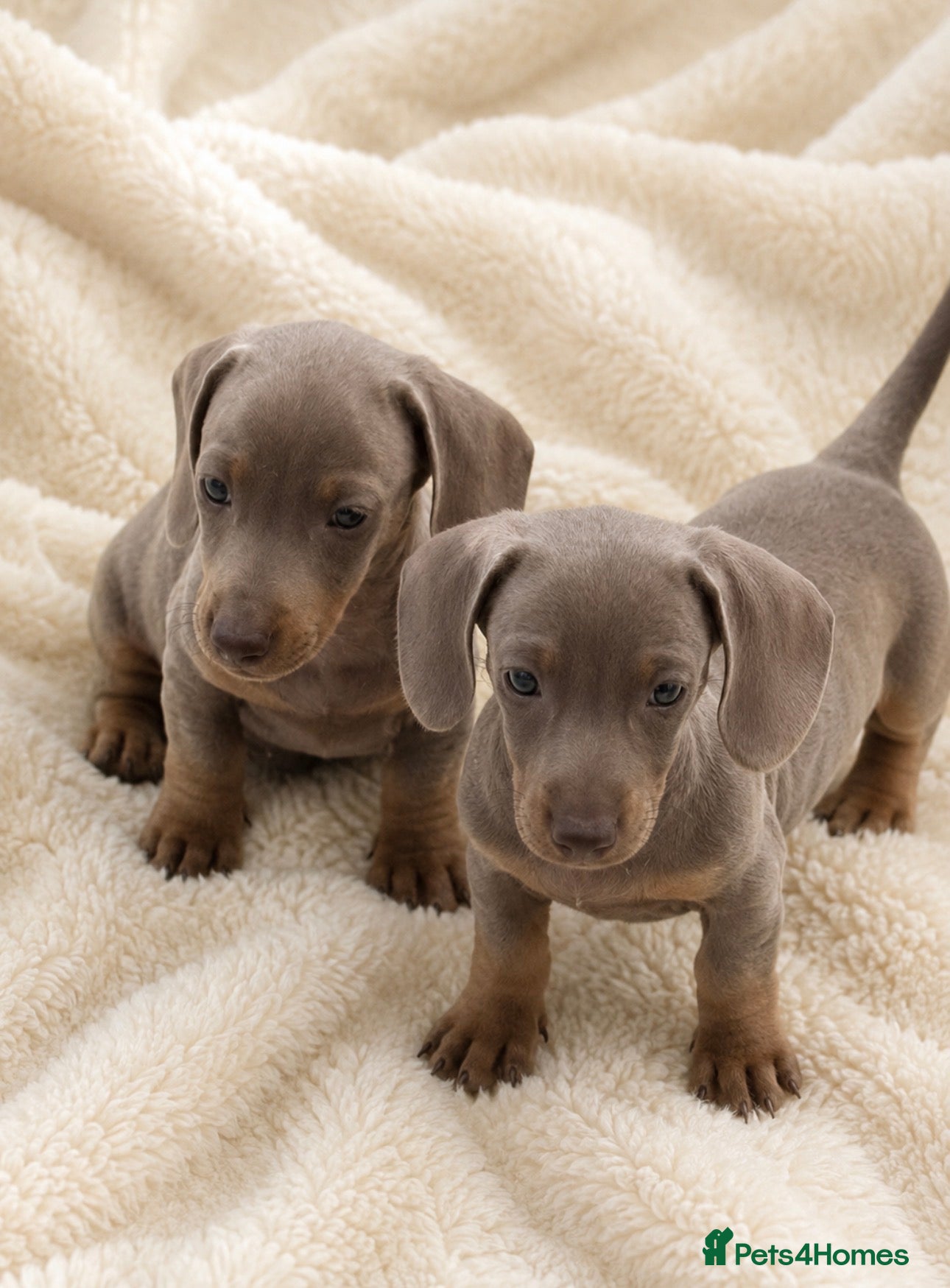 Dachshund dogs 4 beautiful dashhunds  - Advert 5