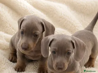 Dachshund dogs 4 beautiful dashhunds - Advert 5