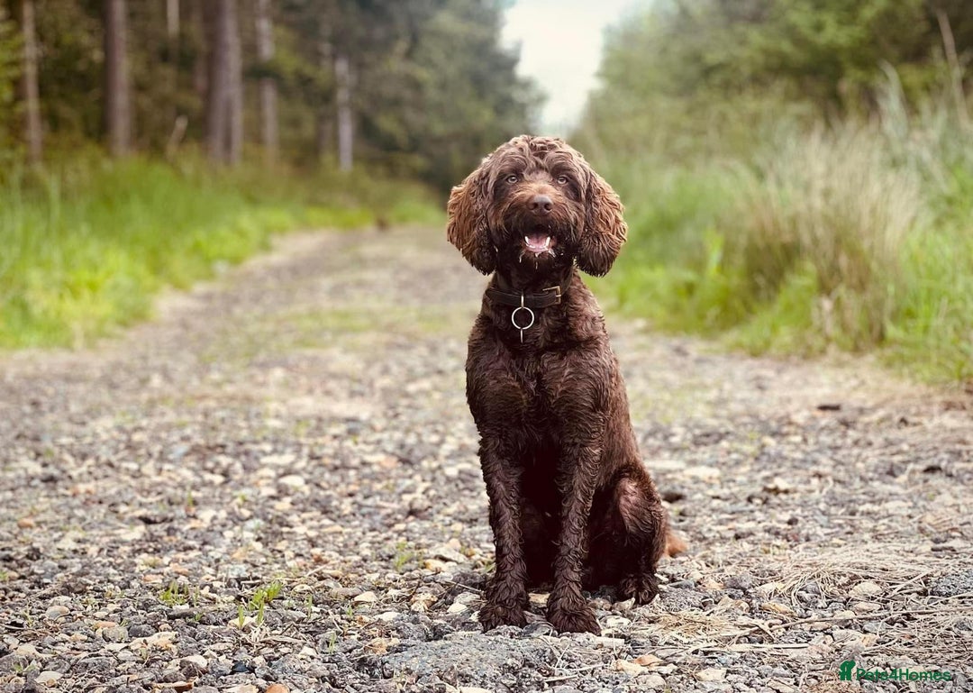 Sproodle dogs for stud: Sproodle For Stud - Image 3