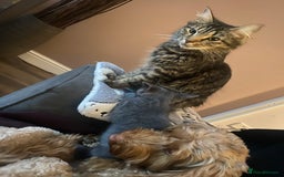 Domestic Shorthair cats for sale: Kittens  - Image 11