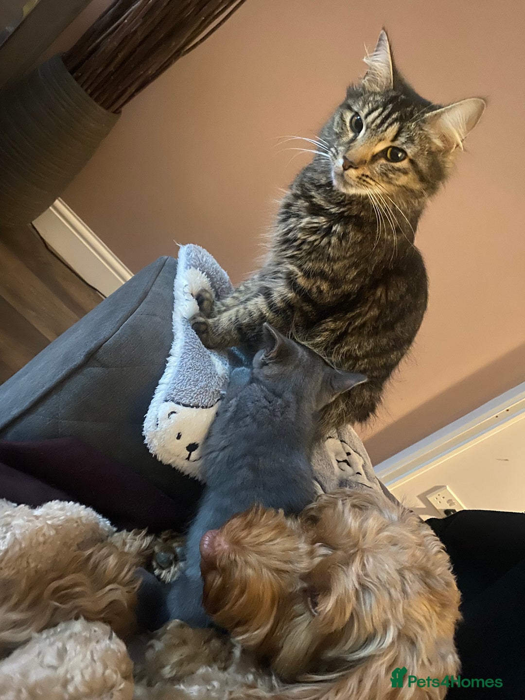 Domestic Shorthair cats for sale: Kittens  - Image 11