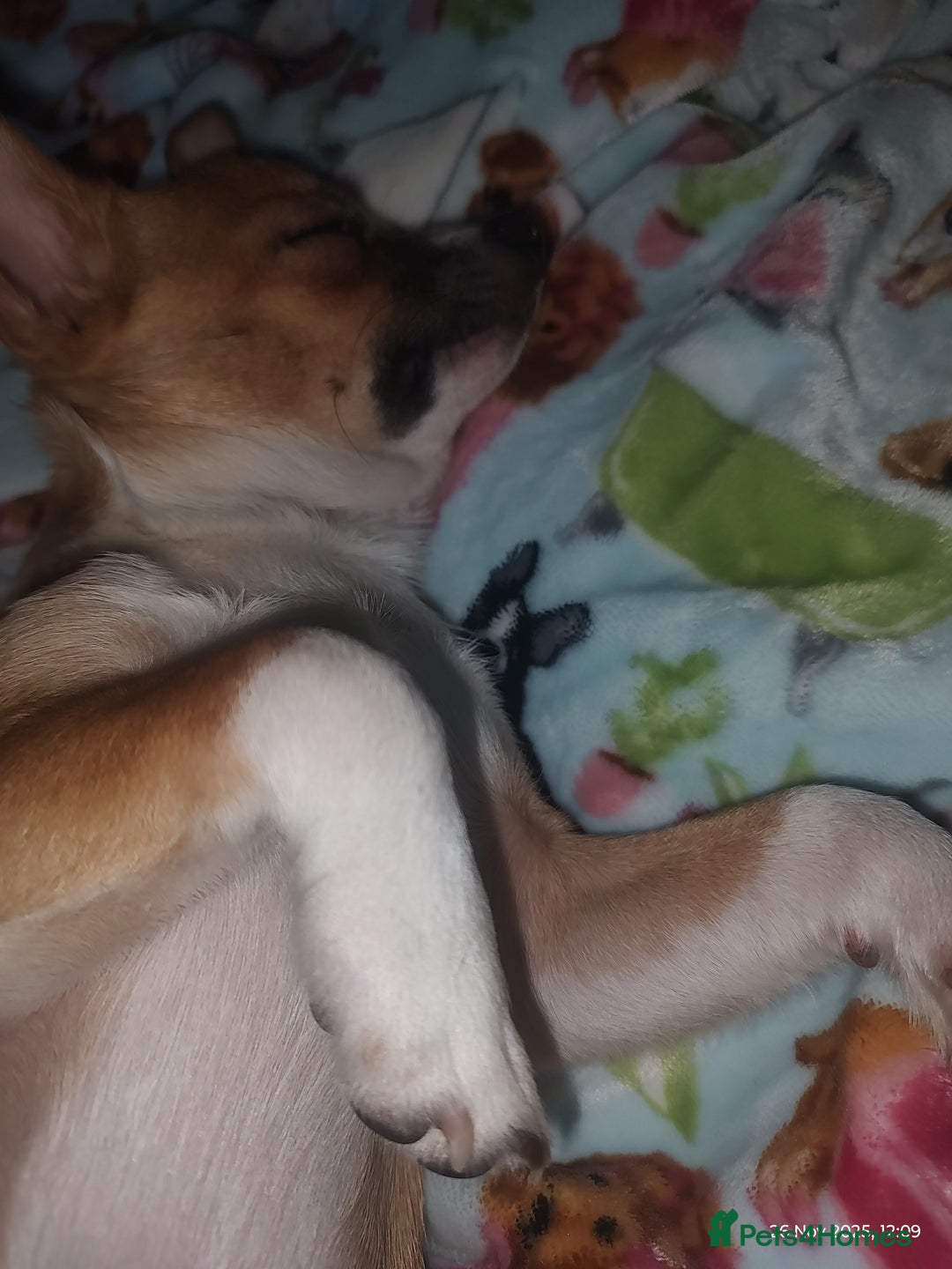 Chihuahua dogs for sale: Adorable Loving hand reared ready now Chihuahuas - Advert 34