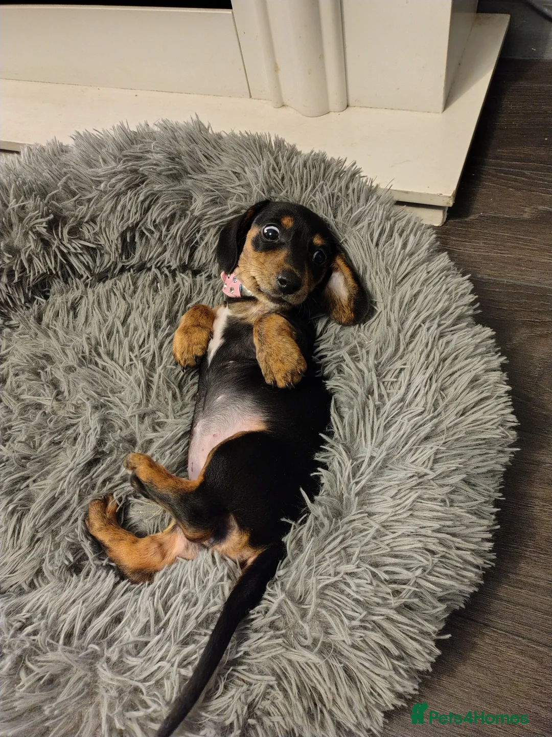 Dachshund dogs for sale: Female dachhund  in Sleaford - Advert 2