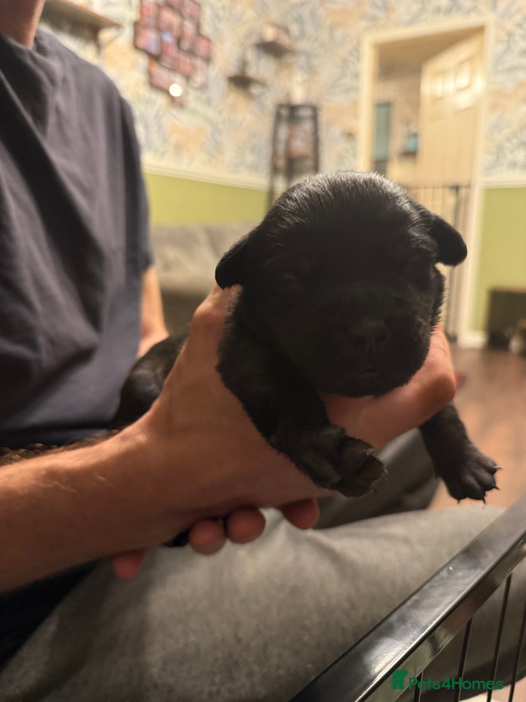 Mixed Breed dogs for sale: Mastador pups - Image 14