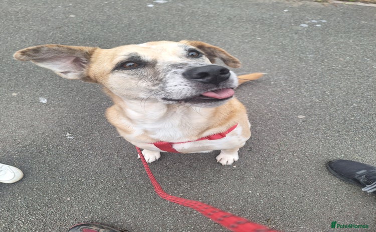 Mixed Breed dogs - Advert 11