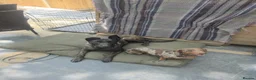 Mixed Breed dogs for sale: 4 year old Dutch Shepherd  - Advert 4