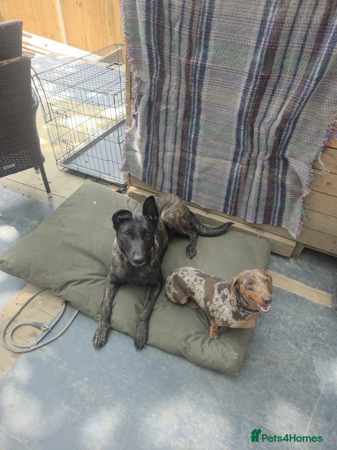 Mixed Breed dogs for sale: 4 year old Dutch Shepherd  - Advert 4