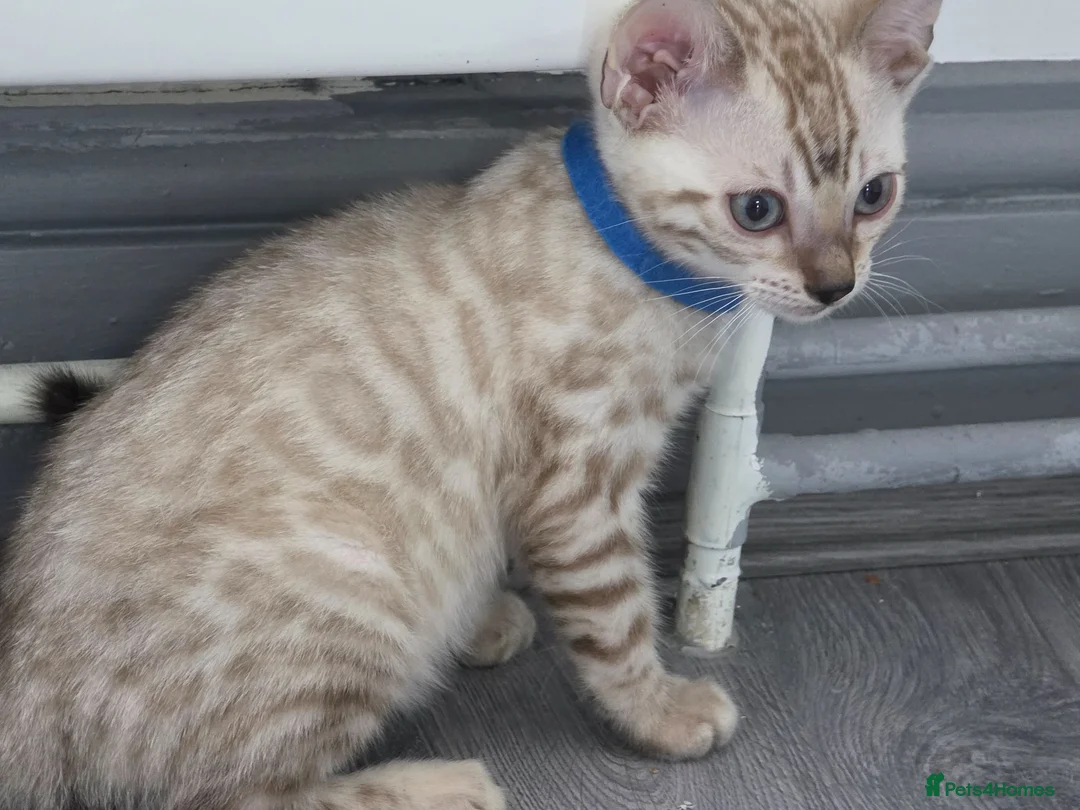 Bengal cats for sale: ACTIVE SNOW BENGAL KITTEN BLUE EYES TICA REGISTER - Advert 2