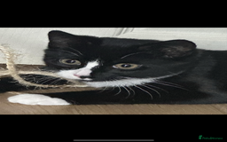 Bombay cats for sale: 2 beautiful boys 🫶🏼 - Advert 8