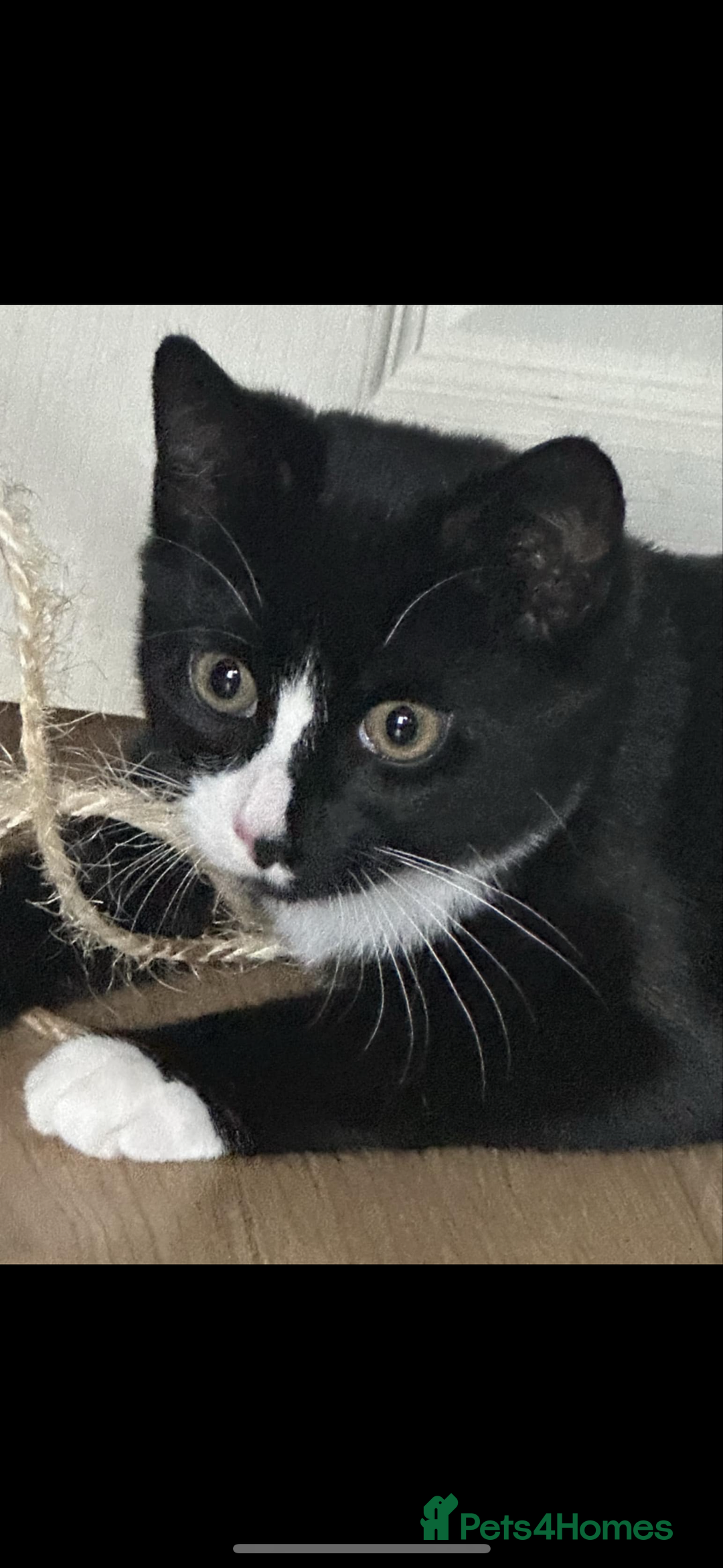 Bombay cats for sale: 2 beautiful boys 🫶🏼 - Advert 8