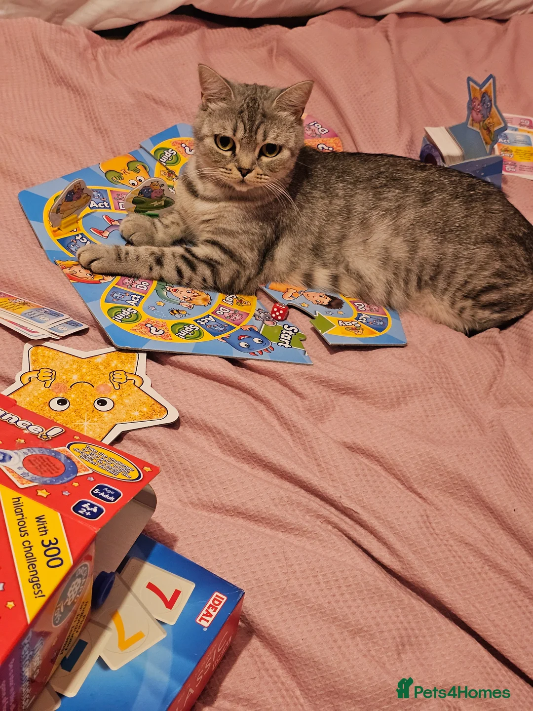 Mixed Breed cats for sale: Beautiful British Shorthair Blue Kittens - Advert 12