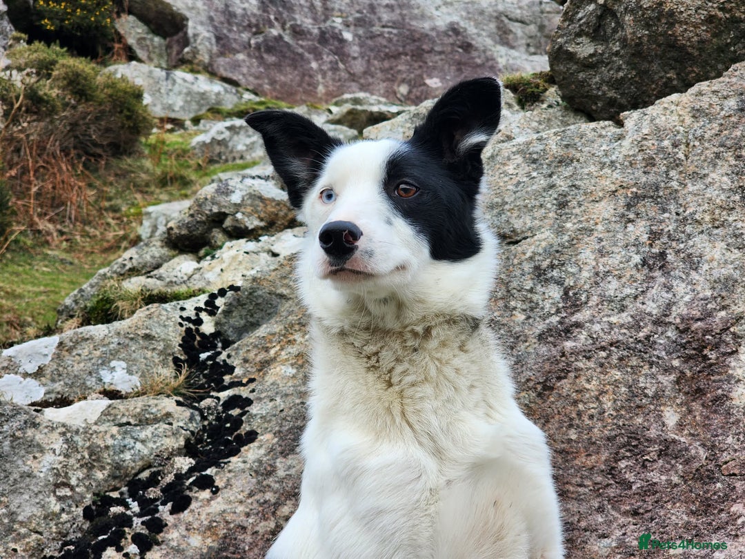 Border Collie dogs for sale: Lovely Border Collie Bitch – "Whisk" 16 Months Old - Advert 1