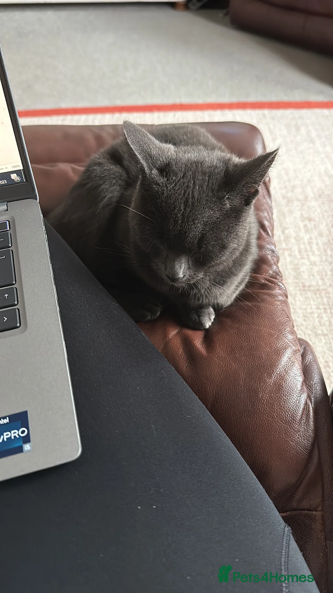 Mixed Breed cats for sale: Beautiful Grey Cat Looking for a Loving Home - Advert 2