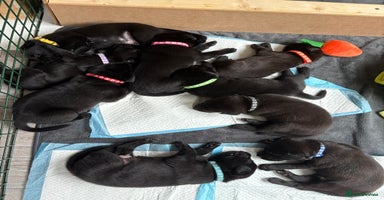 Labrador Retriever dogs - Advert 4
