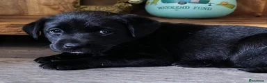Labrador retriever pup, black with green collar