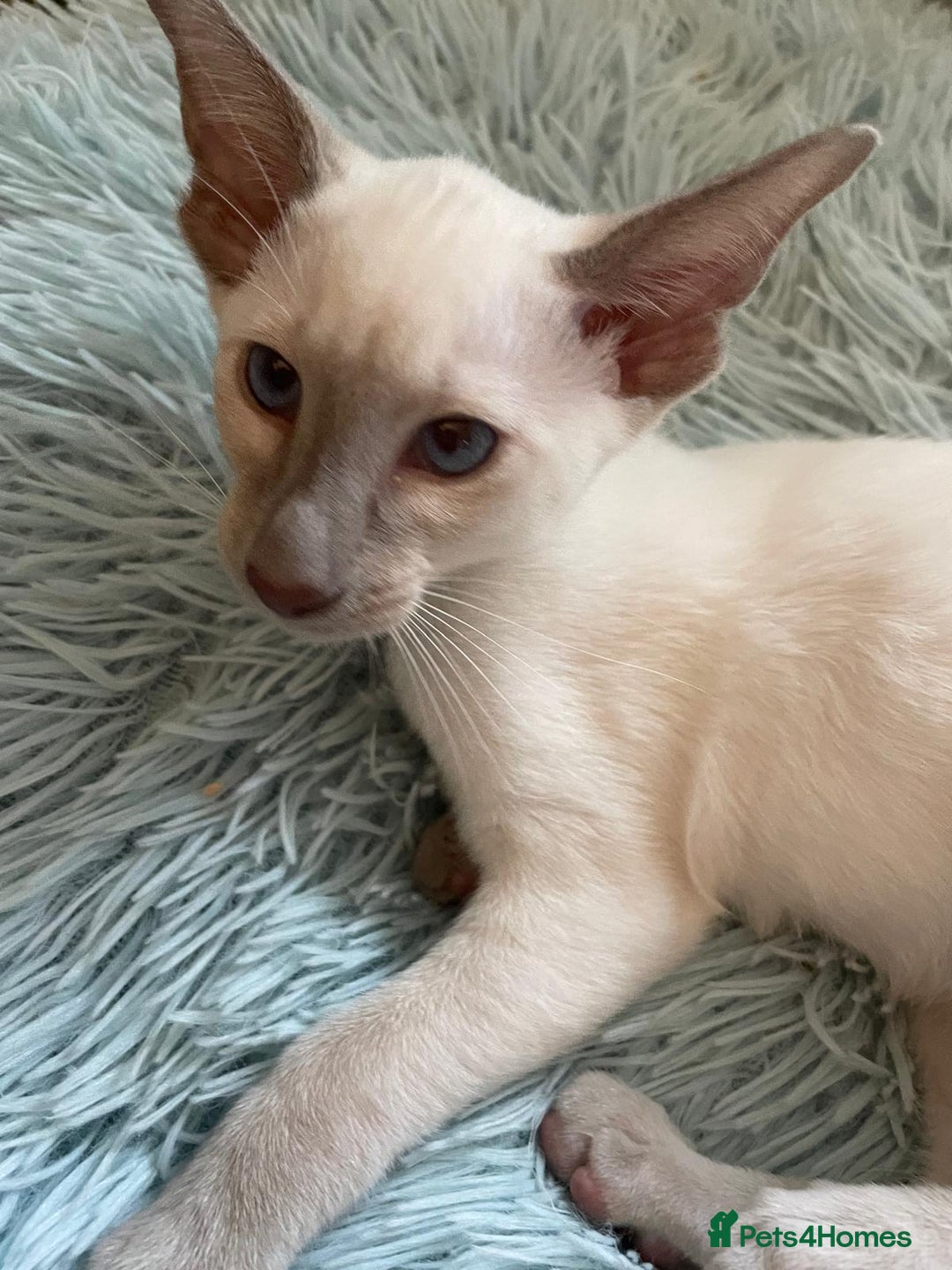 Oriental cats for sale: 7 GCCF Oriental & Siamese Kittens - Advert 2