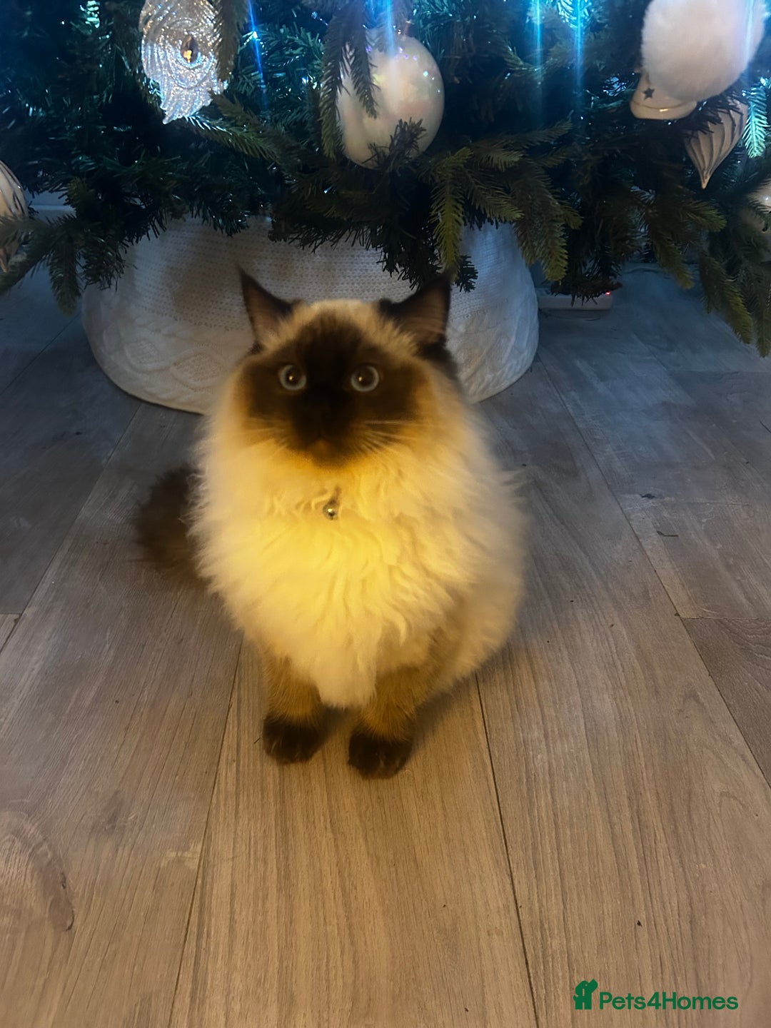Ragdoll cats for sale: Male Ragdoll boy ready now - Advert 1