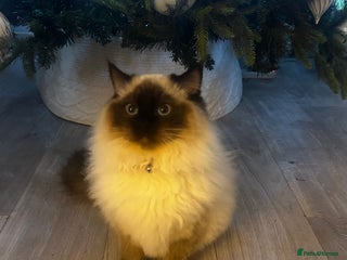 Ragdoll cats Male Ragdoll boy ready now - Advert 1