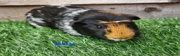 Guinea Pig rodents for sale: 3 beautiful tri guinea pigs - Advert 5