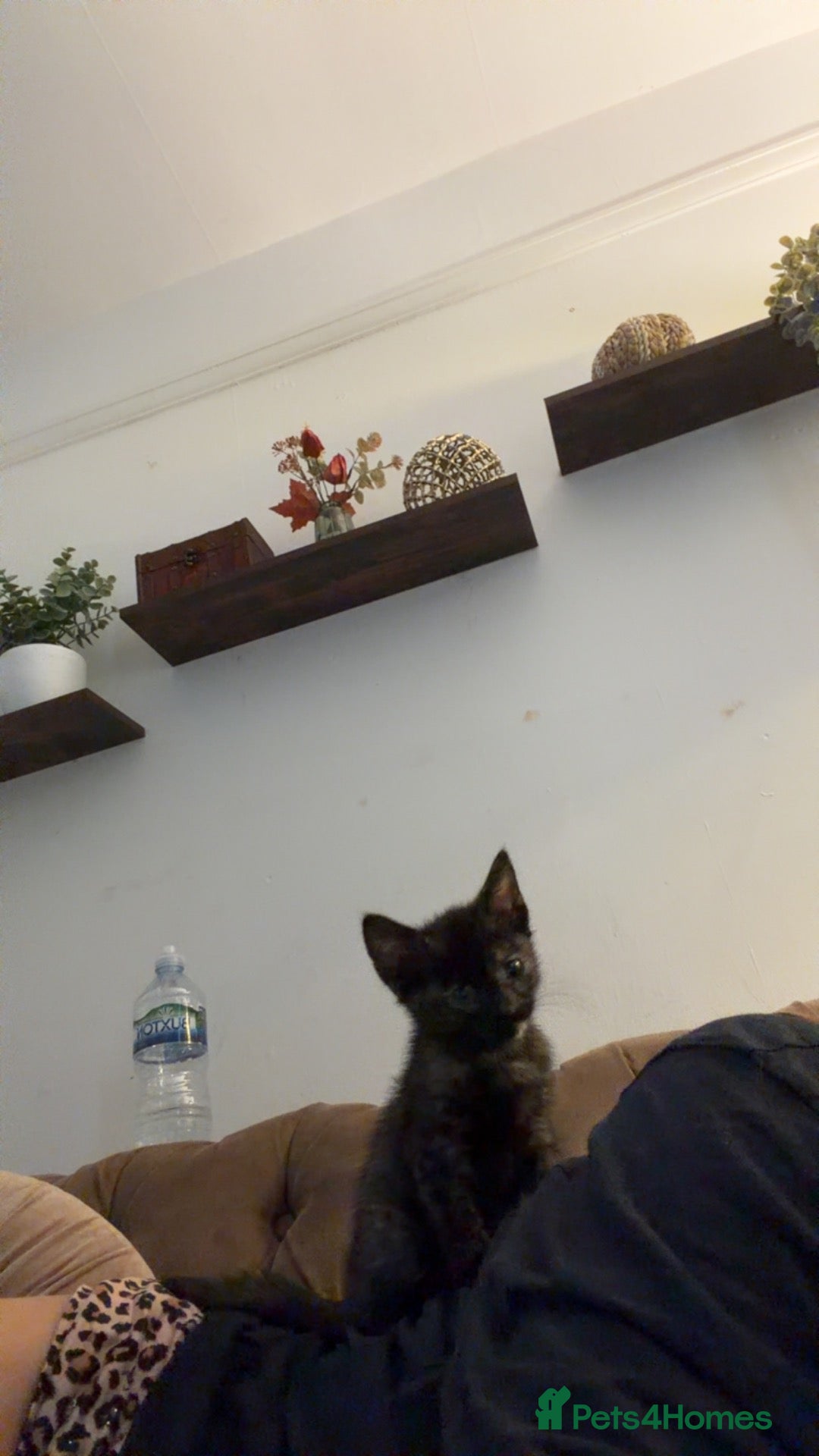 Mixed Breed cats female kitten   - Advert 3