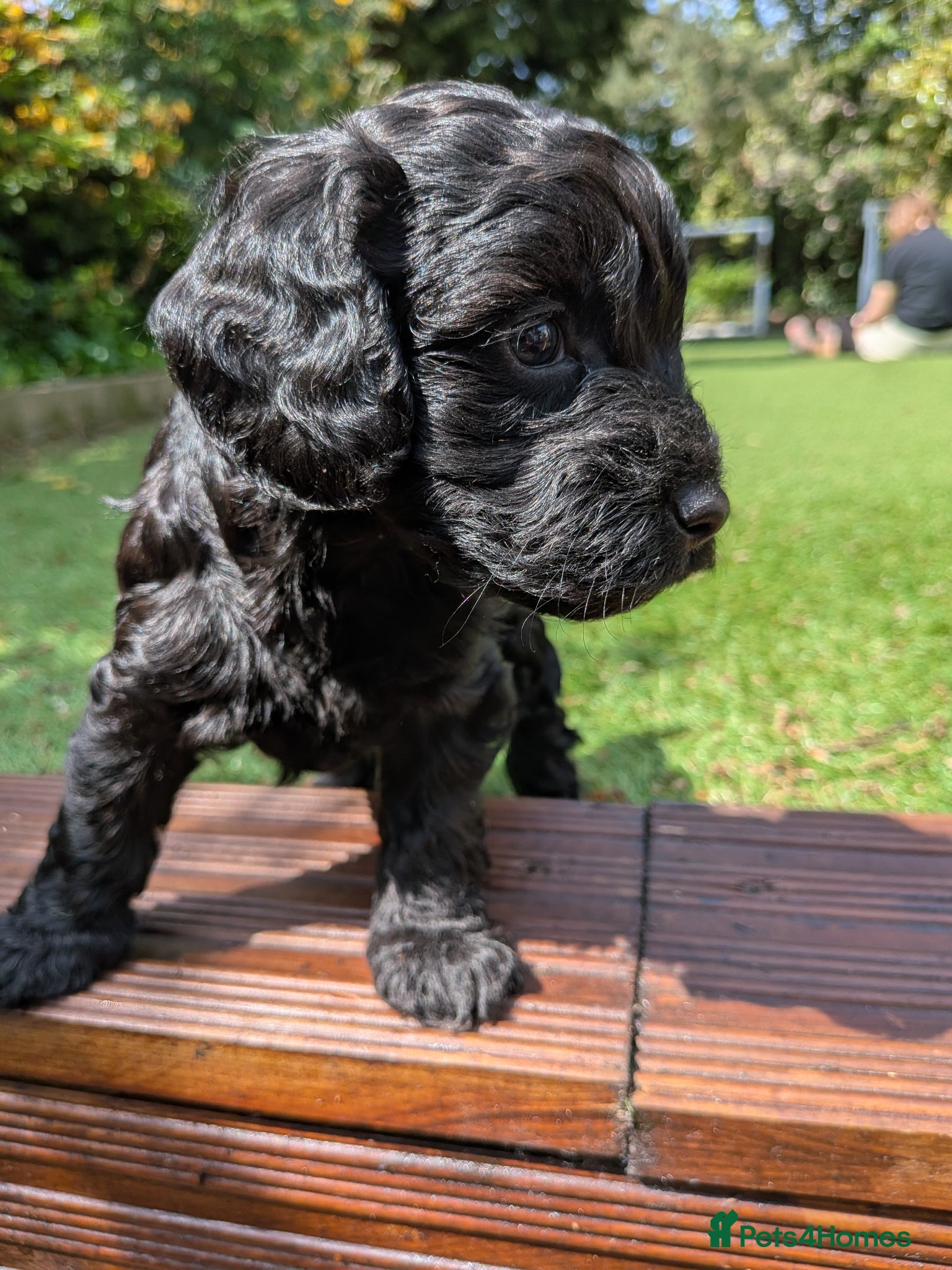 Cockapoo dogs Beautiful Black Cockapoo pups health checked❤️😍  - Advert 12