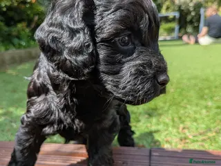 Cockapoo dogs Beautiful Black Cockapoo pups health checked❤️😍 - Advert 12