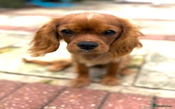 Cavalier King Charles Spaniel dogs for sale: KC reg, pedigree CKCS girl, ready to go - Image 5