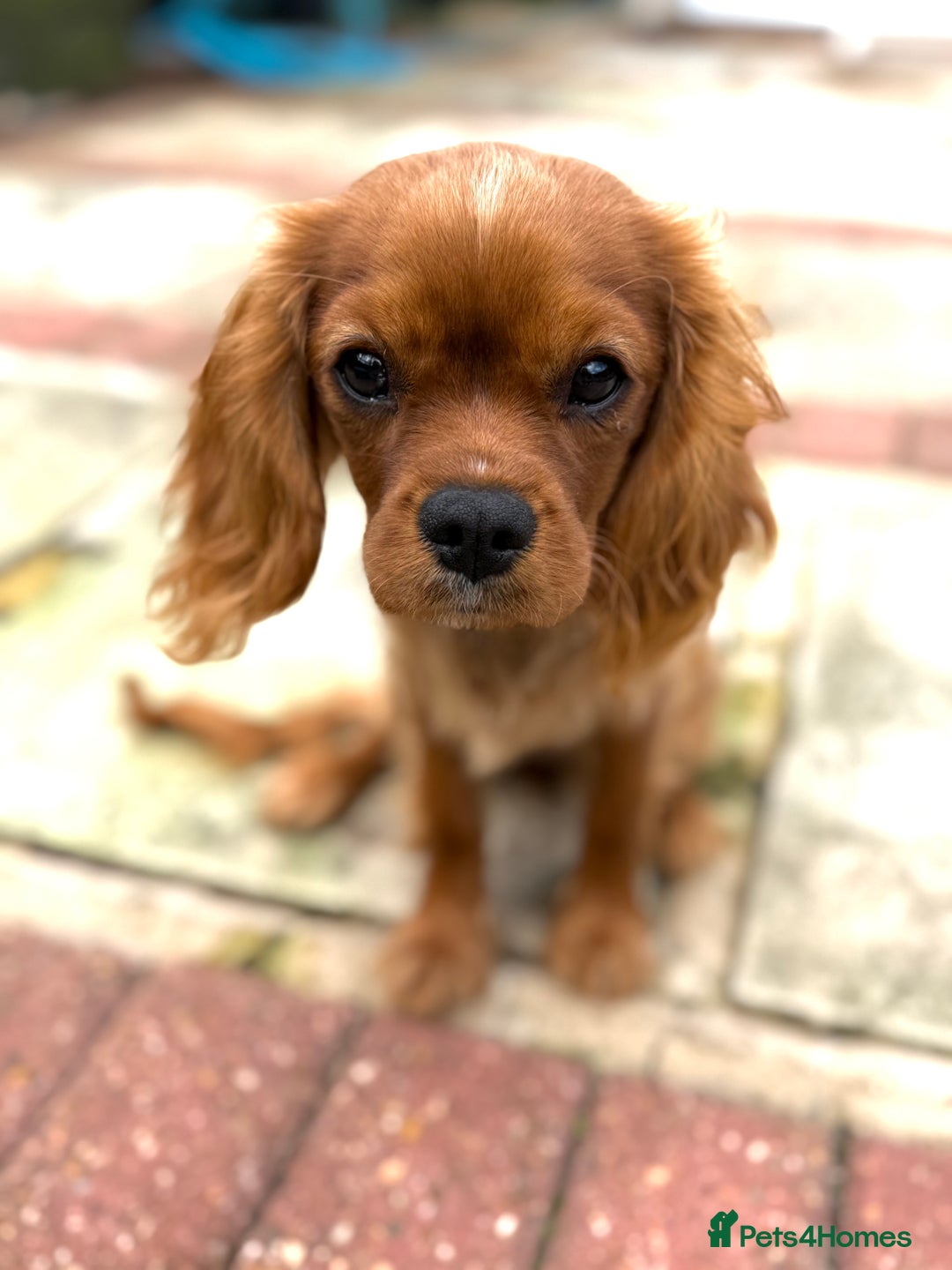 Cavalier King Charles Spaniel dogs for sale: KC reg, pedigree CKCS girl, ready to go - Image 5