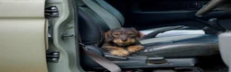 Dachshund dogs for sale: Wirehaired dachshund puppy - Advert 8