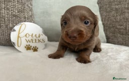Miniature Dachshund dogs for sale: 🤍🐾 READY NEXT WEEK 🐾🤍 - Image 23