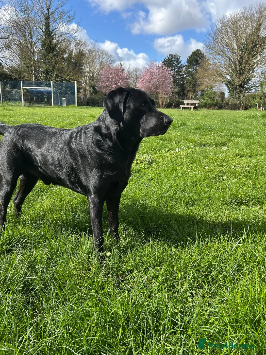 Labrador Retriever dogs for stud: Strong, Healthy well-tempered Male Labrador in Cambridge - Advert 1