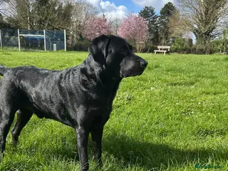 Labrador Retriever dogs Strong, Healthy well-tempered Male Labrador - Advert 13