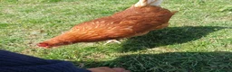 Chickens poultry for sale: Chickens for sale in Blackburn - Advert 3