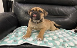 Old Tyme Bulldog dogs for sale: Old Tyme Bulldog puppies for sale - Image 13