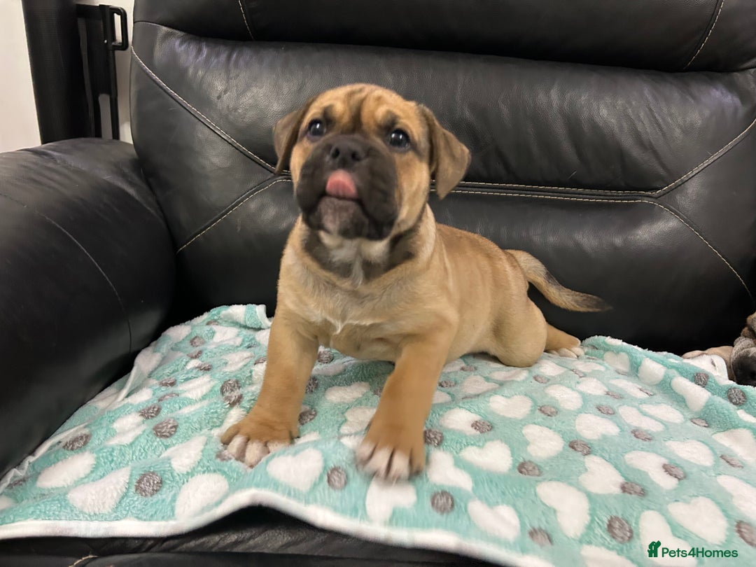 Old Tyme Bulldog dogs for sale: Old Tyme Bulldog puppies for sale - Image 13