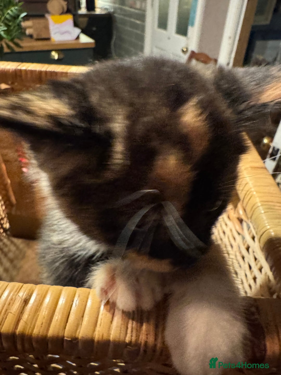 Mixed Breed cats for sale: Adorable Kittens  - Image 6