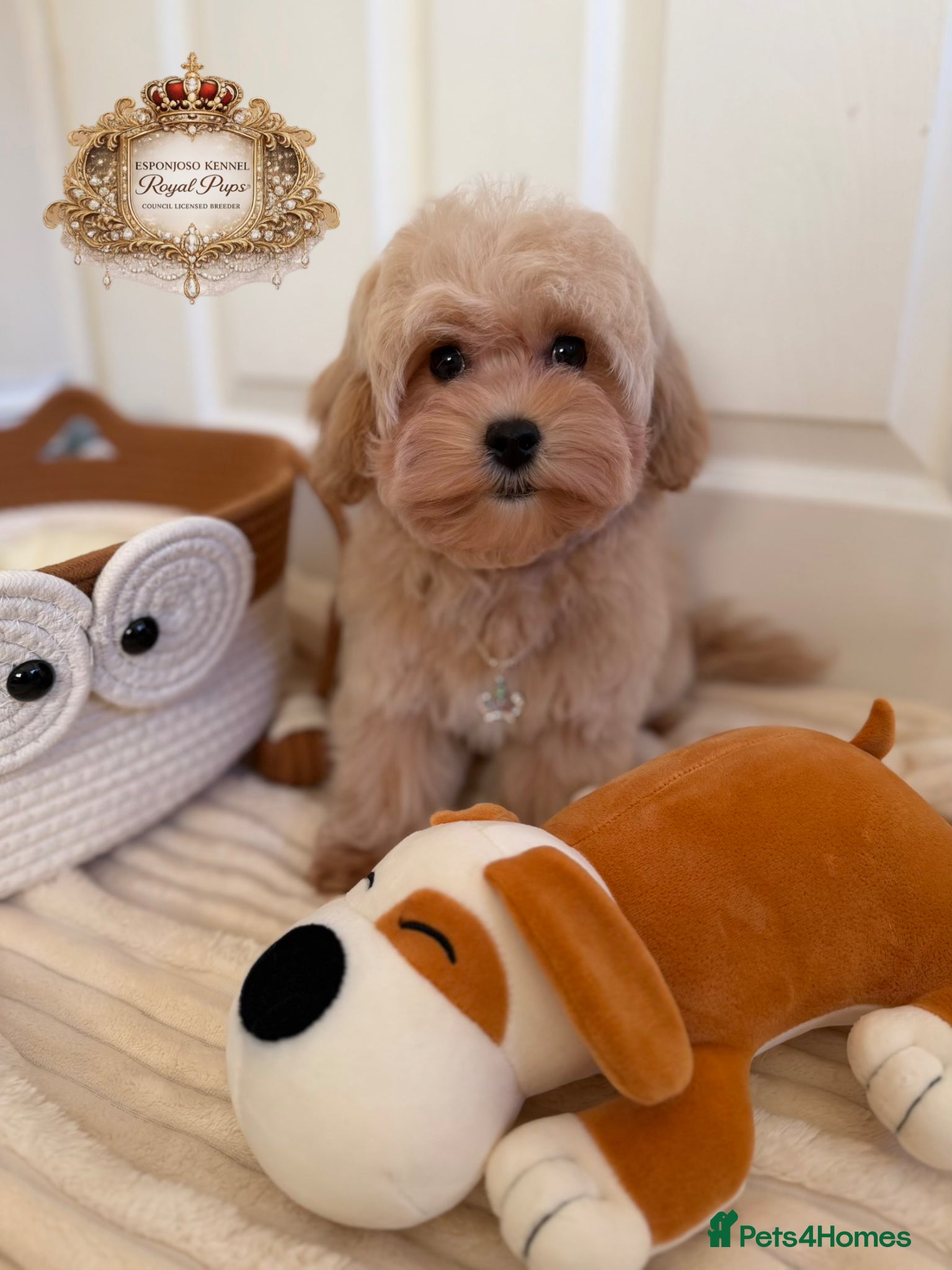 Maltipoo dogs ✨Exquisite F1 tiny Asian maltipoo Champion blood✨ - Advert 2