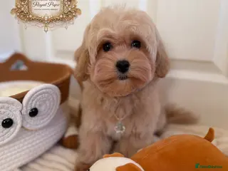 Maltipoo dogs ✨Exquisite F1 tiny Asian maltipoo Champion blood✨ - Advert 2