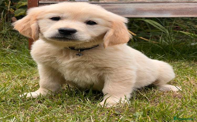 Golden Retriever dogs - Advert 7