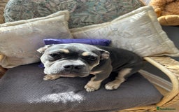 French Bulldog dogs for sale: Female lilac and tan French bulldog  - Image 2