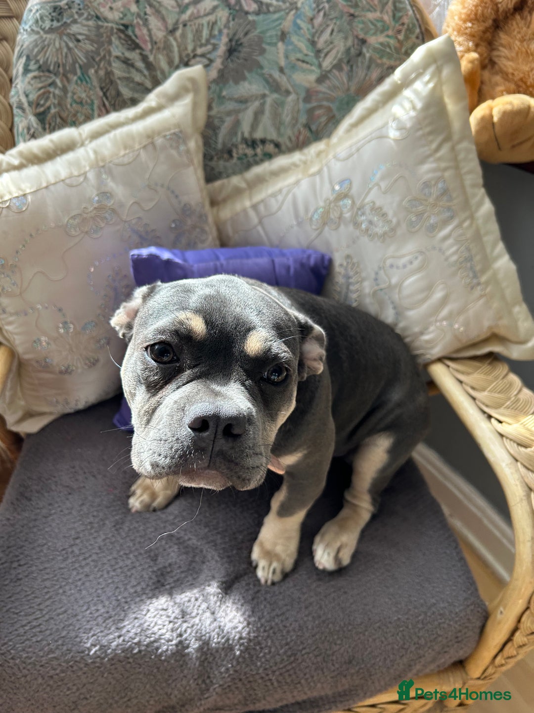 French Bulldog dogs for sale: Female lilac and tan French bulldog  - Image 2