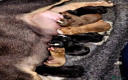 English Bulldog dogs for sale: KC Reg English Bulldogs Champion Bloodlines  - Image 1