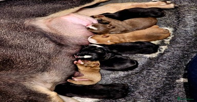 English Bulldog dogs - Advert 7