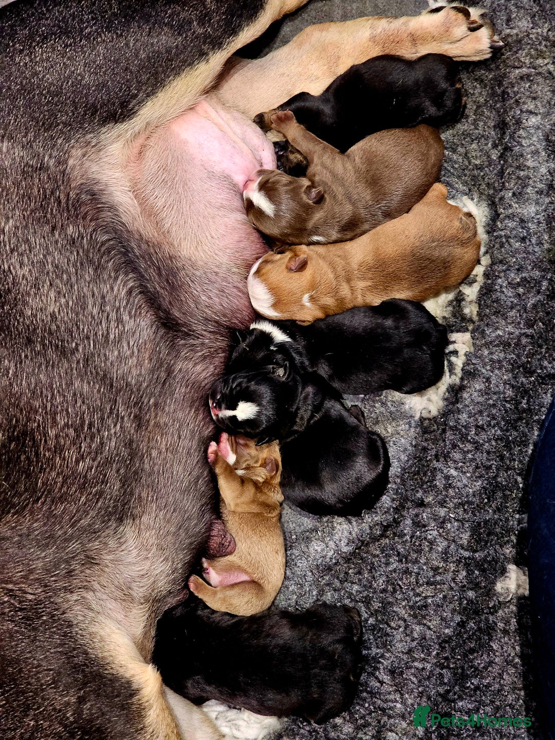 English Bulldog dogs for sale: KC Reg English Bulldogs Champion Bloodlines  - Image 1