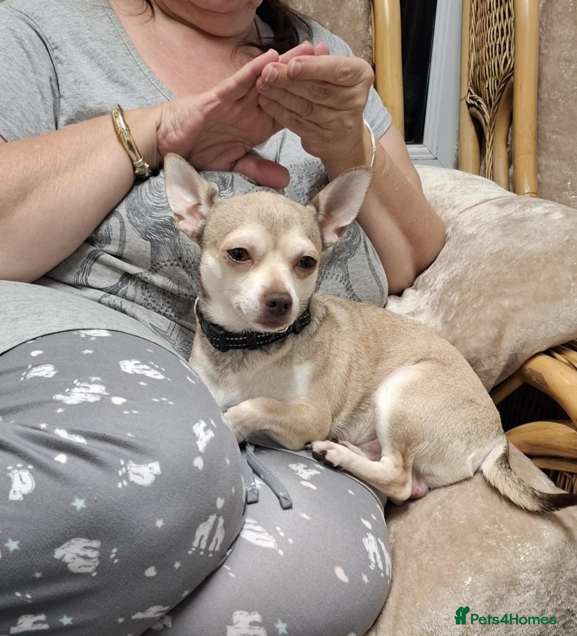 Chihuahua dogs Beautiful 18 mounth old Chihuahua - Advert 9