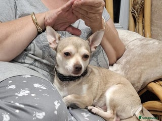 Chihuahua dogs Beautiful 18 mounth old Chihuahua - Advert 1